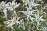 Edelweiss (Leontopodium alpinum)