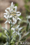 Edelweiss (Leontopodium alpinum)