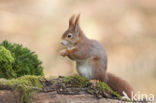 Eekhoorn (Sciurus vulgaris)