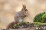 Red Squirrel (Sciurus vulgaris)