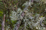 Oakmoss lichen (Evernia prunastri)