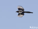 Black-billed Magpie (Pica pica)