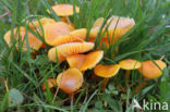 Butter Waxcap (Hygrocybe ceracea)