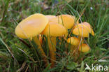 Butter Waxcap (Hygrocybe ceracea)
