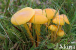 Butter Waxcap (Hygrocybe ceracea)
