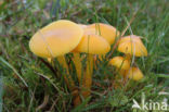 Butter Waxcap (Hygrocybe ceracea)