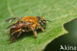 Euglossa perfulgens