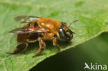 Euglossa perfulgens