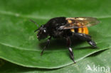 Eulaema cingulata