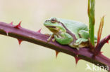 European Tree Frog (Hyla arborea)