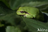 European Tree Frog (Hyla arborea)