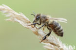 Europese Honingbij (Apis mellifera mellifera)