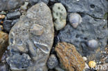 deposit of shells on the beach