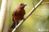 Silver-beaked Tanager (Ramphocelus carbo)