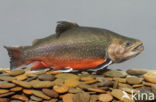 Arctic charr (Salvelinus alpinus)