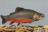 Arctic charr (Salvelinus alpinus)