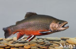 Arctic charr (Salvelinus alpinus)