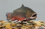 Arctic charr (Salvelinus alpinus)