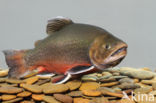 Arctic charr (Salvelinus alpinus)