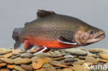 Arctic charr (Salvelinus alpinus)