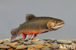 Arctic charr (Salvelinus alpinus)