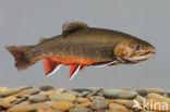 Arctic charr (Salvelinus alpinus)