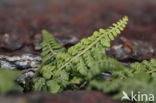 Forez-streepvaren (Asplenium foreziense)