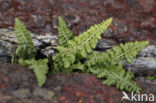 Forez-streepvaren (Asplenium foreziense)