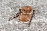 Franjestaart (Myotis nattereri)