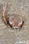 Natterer s Bat (Myotis nattereri)