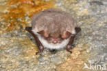 Franjestaart (Myotis nattereri)