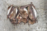 Franjestaart (Myotis nattereri)