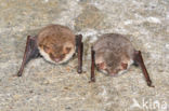 Franjestaart (Myotis nattereri)