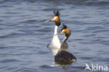 Great Crested Grebe (Podiceps cristatus)