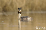 Great Crested Grebe (Podiceps cristatus)