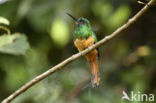 Bluish-fronted Jacamar (Galbula cyanescens)