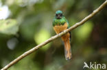 Bluish-fronted Jacamar (Galbula cyanescens)