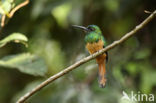 Bluish-fronted Jacamar (Galbula cyanescens)