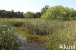 Great Sedge / Saw-sedge (Cladium mariscus)