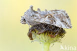 Silver Y (Autographa gamma)