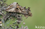 Silver Y (Autographa gamma)