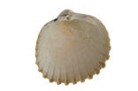 Gedoornde hartschelp (Acanthocardia echinata)