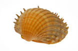 Gedoornde hartschelp (Acanthocardia echinata)