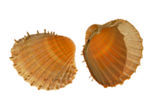 Gedoornde hartschelp (Acanthocardia echinata)