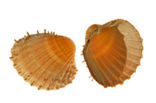 Prickly Cockle (Acanthocardia echinata)