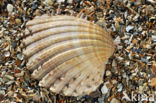 Gedoornde hartschelp (Acanthocardia echinata)