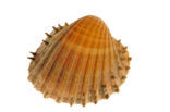 Gedoornde hartschelp (Acanthocardia echinata)