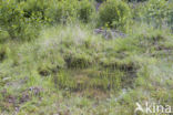 Geelbuikvuurpad (Bombina variegata)