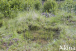 Yellow-bellied Toad (Bombina variegata)