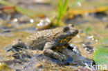 Yellow-bellied Toad (Bombina variegata)